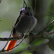 Mascarene Paradise Flycatcher