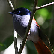 Mascarene Paradise Flycatcher