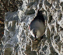 Wallcreeper