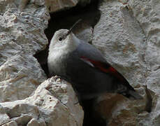 Wallcreeper