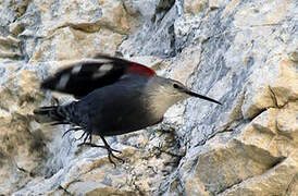 Wallcreeper