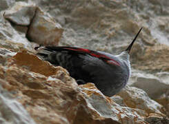 Wallcreeper