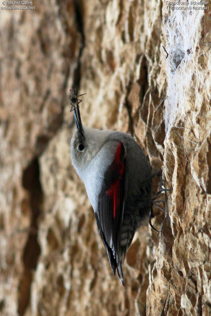 Wallcreeper, feeding habits, eats