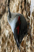 Wallcreeper