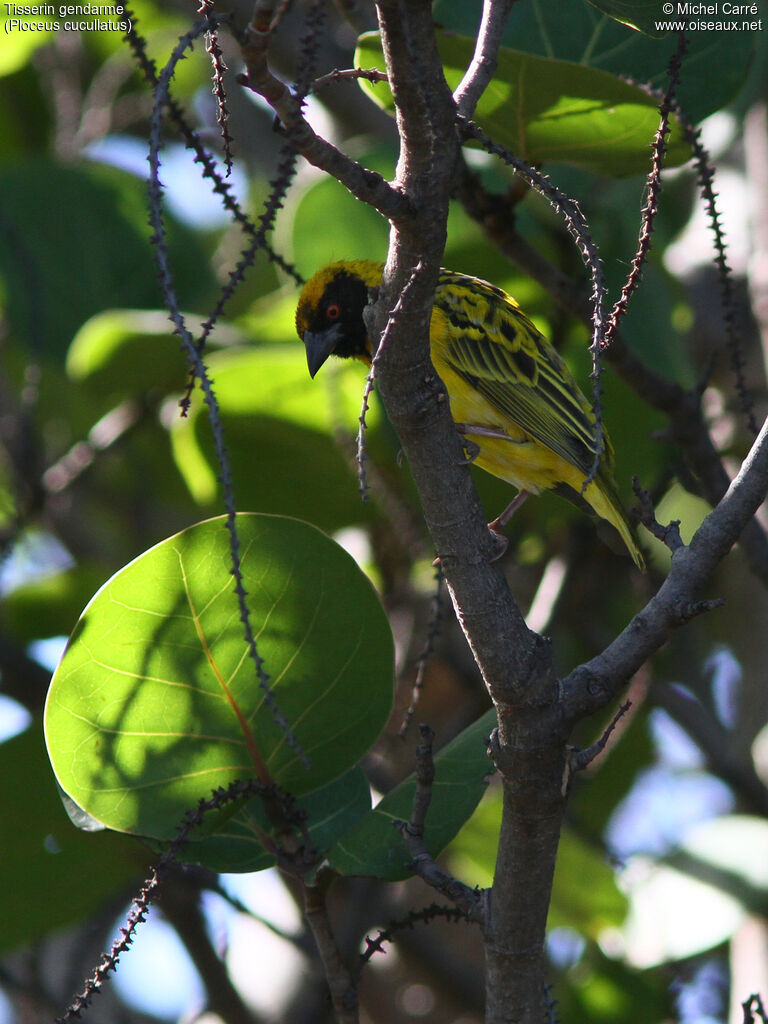 Village Weaver male adult