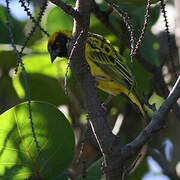 Village Weaver