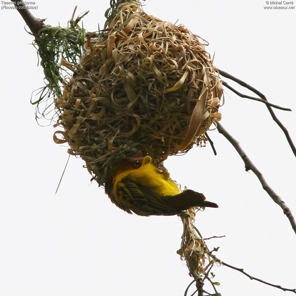 Village Weaver