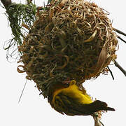 Village Weaver