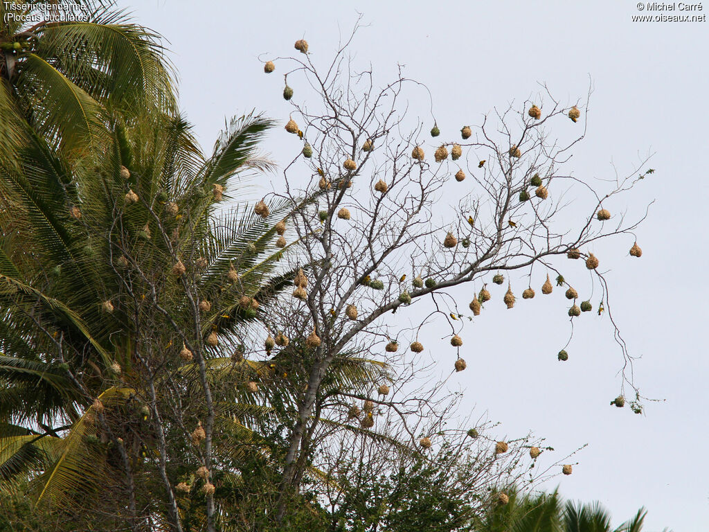 Village Weaver