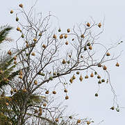 Village Weaver