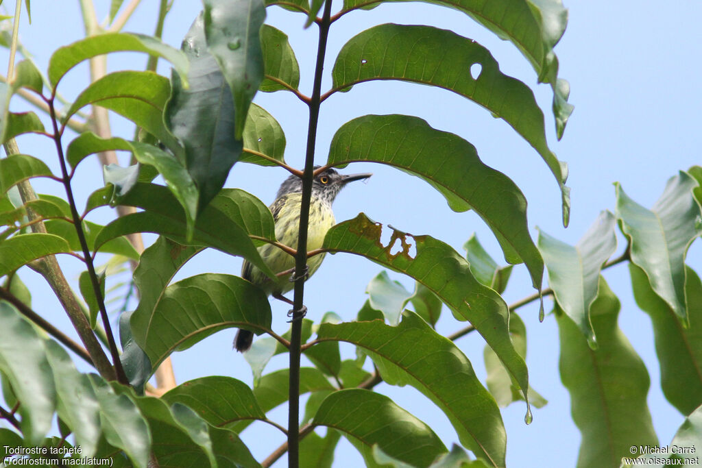 Spotted Tody-Flycatcheradult, identification