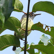 Spotted Tody-Flycatcher