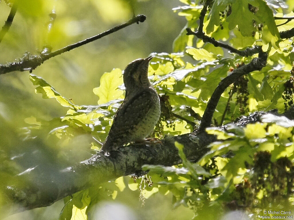 Torcol fourmilieradulte