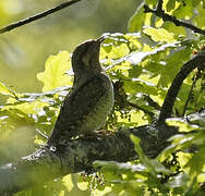 Eurasian Wryneck