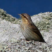 Eurasian Wryneck