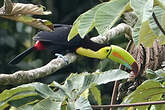 Toucan à carène