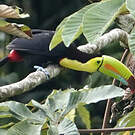 Toucan à carène