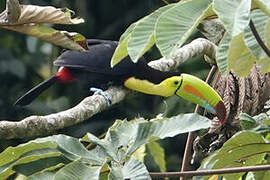 Toucan à carène