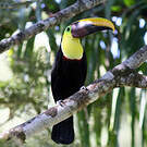 Toucan tocard