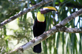 Toucan tocard