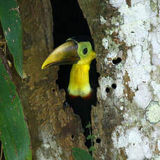 Toucan tocard