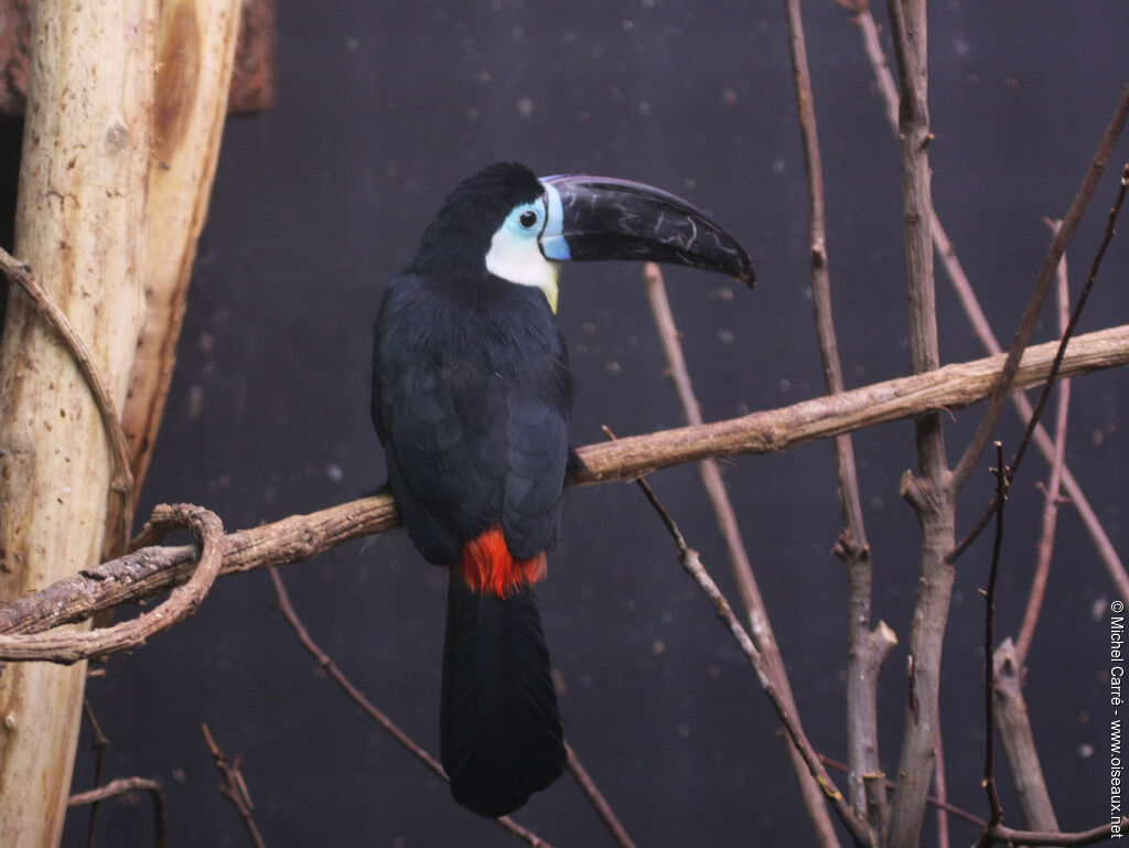 Toucan vitellinadulte