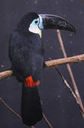 Channel-billed Toucan