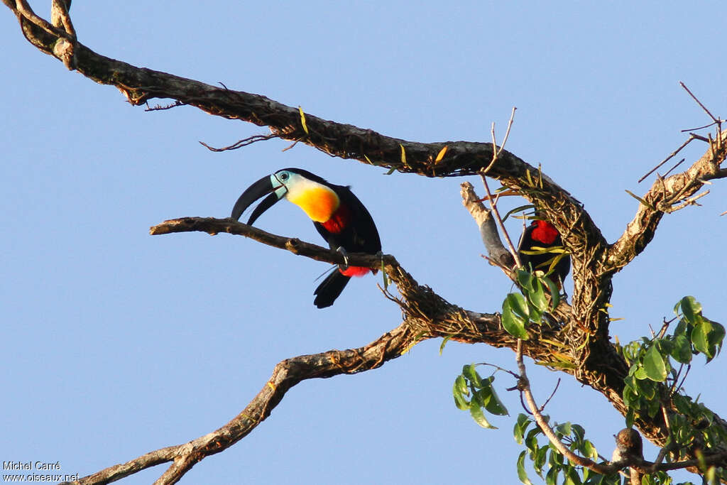 Toucan vitellinadulte, identification