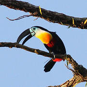 Channel-billed Toucan