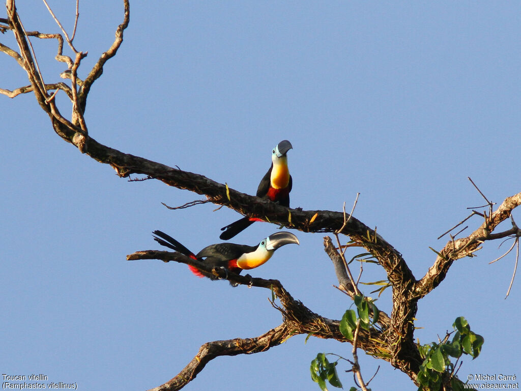 Toucan vitellin adulte