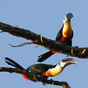 Channel-billed Toucan