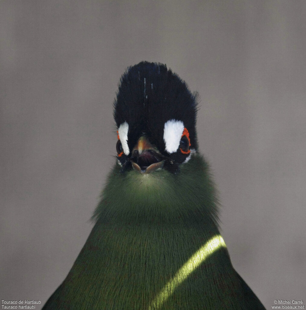 Hartlaub's Turaco