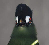 Hartlaub's Turaco