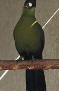 Hartlaub's Turaco