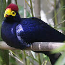 Touraco de Lady Ross