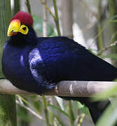 Ross's Turaco