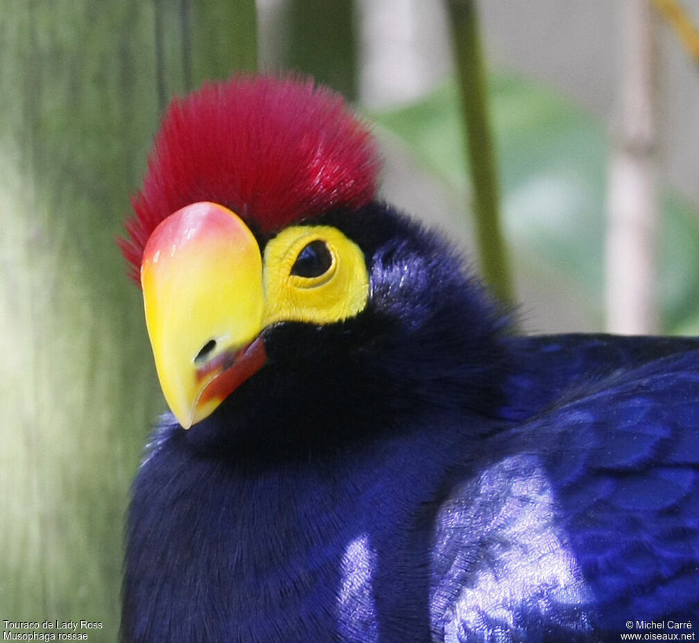 Touraco de Lady Ross