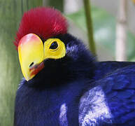 Ross's Turaco