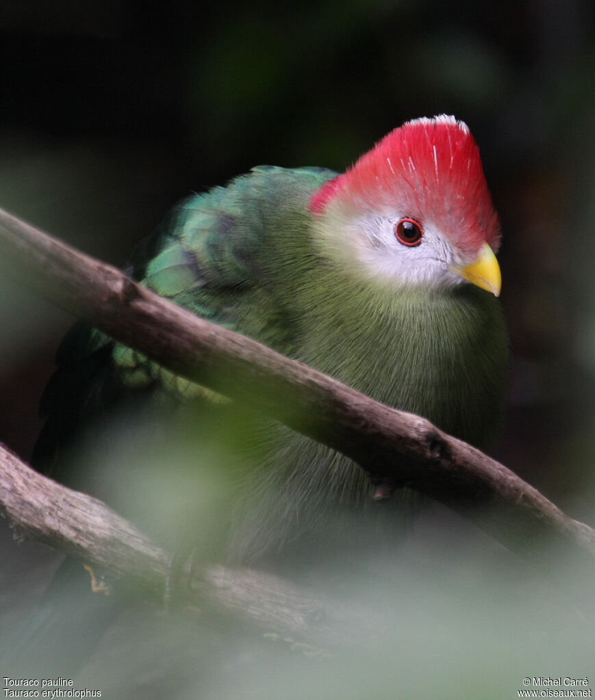 Red-crested Turaco