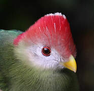 Red-crested Turaco