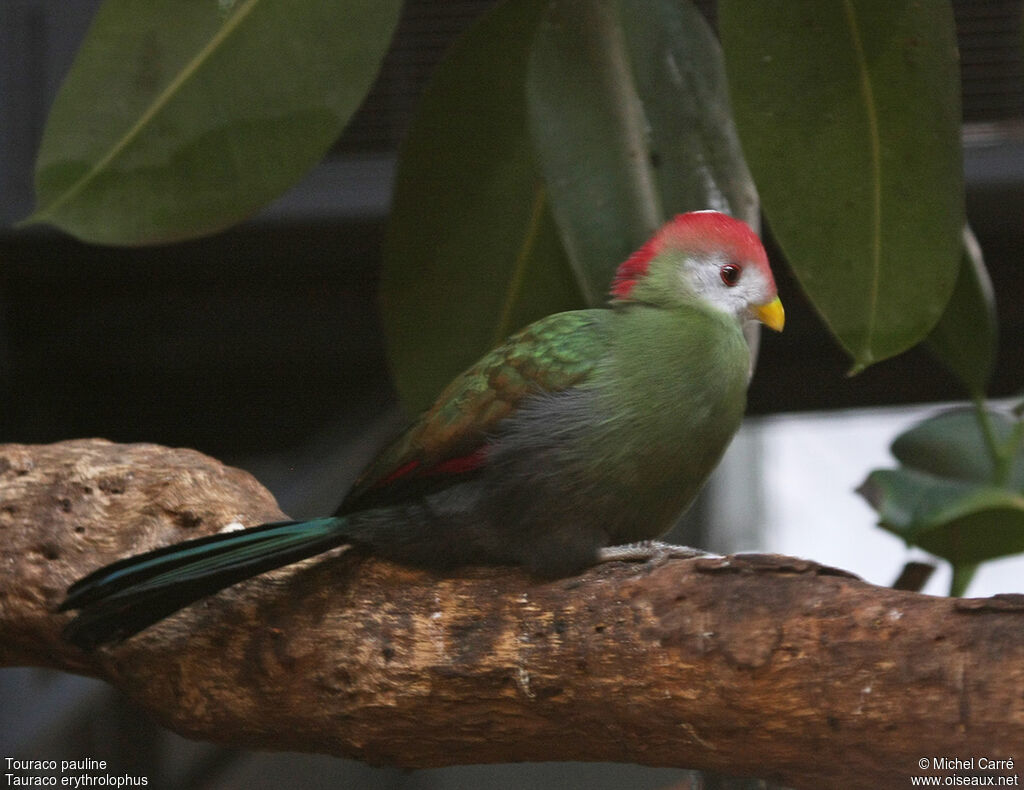 Red-crested Turaco