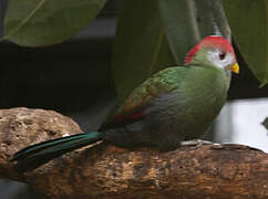 Red-crested Turaco