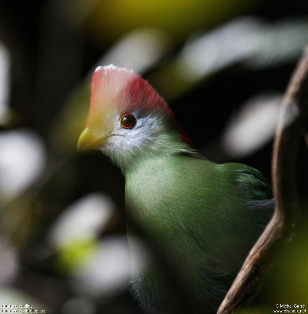 Red-crested Turaco