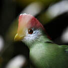Touraco pauline