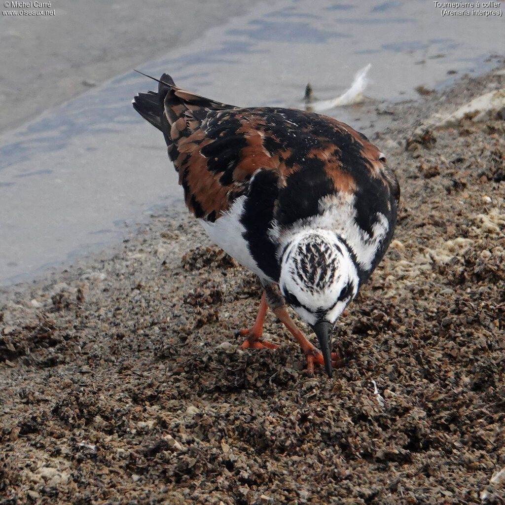 Ruddy Turnstoneadult breeding, walking, eats