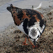 Ruddy Turnstone