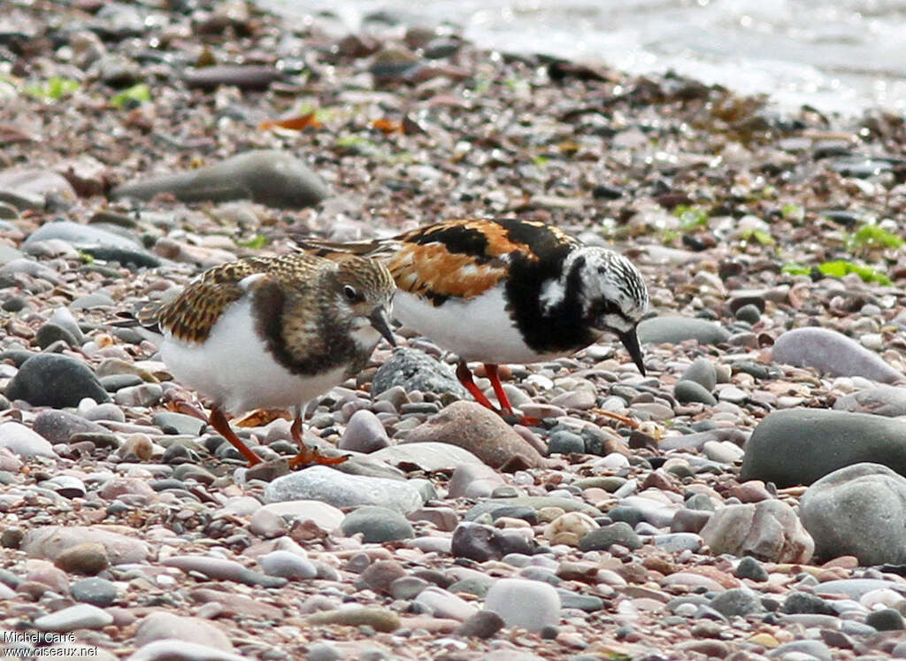 Ruddy Turnstone, habitat