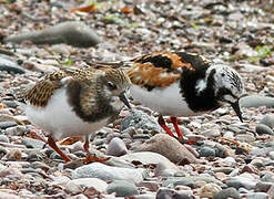 Ruddy Turnstone