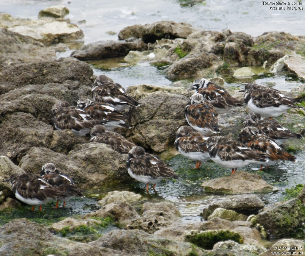 Ruddy Turnstone