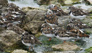 Ruddy Turnstone